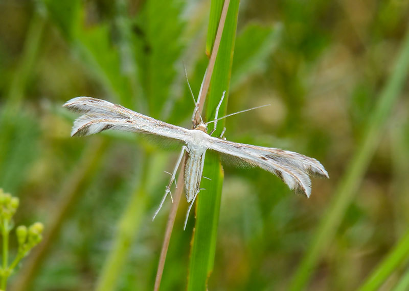 Pterophoridae da id.